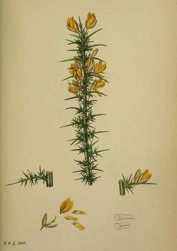 Reproducción/Reproduction 48717242746: English botany, or, Coloured figures of British plants /. London :R. Hardwicke,1863-1886.. 