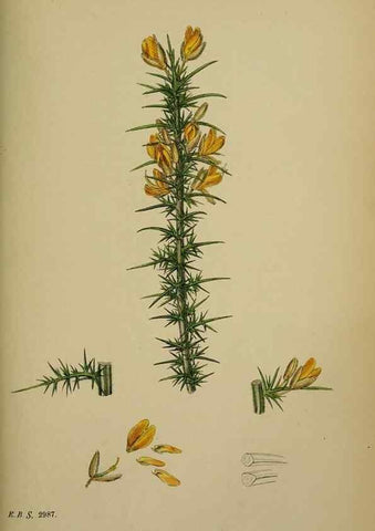 Reproducción/Reproduction 48717242746: English botany, or, Coloured figures of British plants /. London :R. Hardwicke,1863-1886.. 