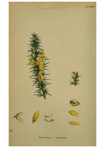Reproducción/Reproduction 48717413637: English botany, or, Coloured figures of British plants /. London :R. Hardwicke,1863-1886.. 