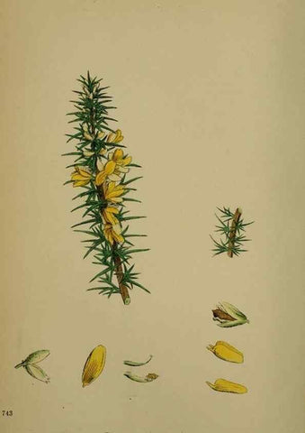 Reproducción/Reproduction 48717413637: English botany, or, Coloured figures of British plants /. London :R. Hardwicke,1863-1886.. 
