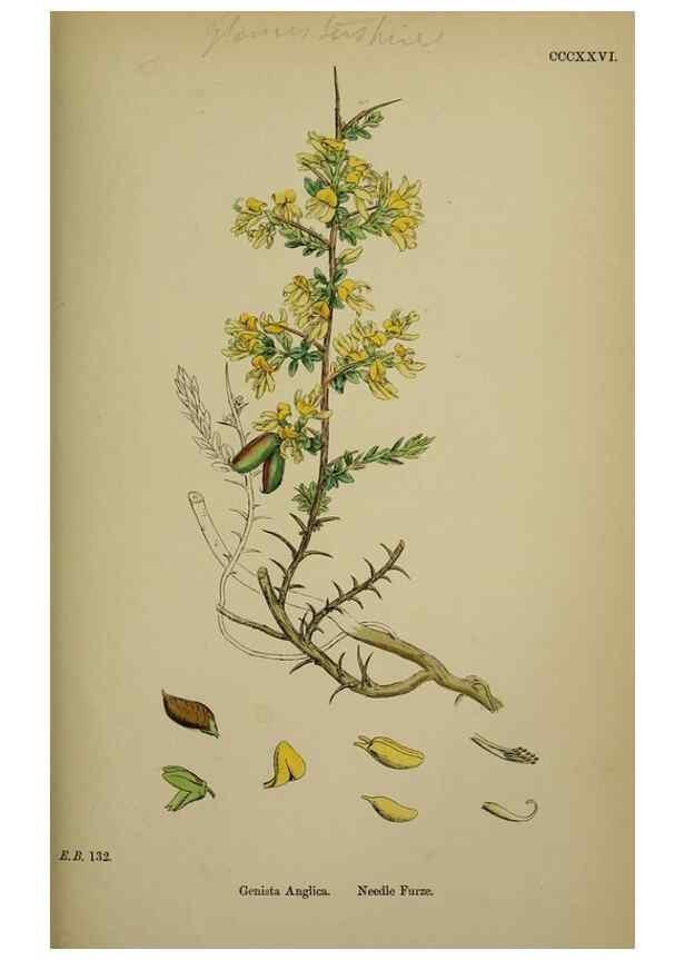 Reproducción/Reproduction 48717413932: English botany, or, Coloured figures of British plants /. London :R. Hardwicke,1863-1886.. 