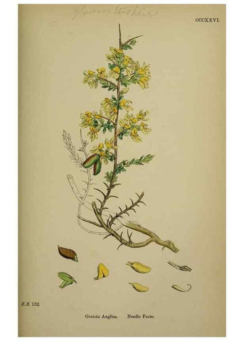 Reproducción/Reproduction 48717413932: English botany, or, Coloured figures of British plants /. London :R. Hardwicke,1863-1886.. 