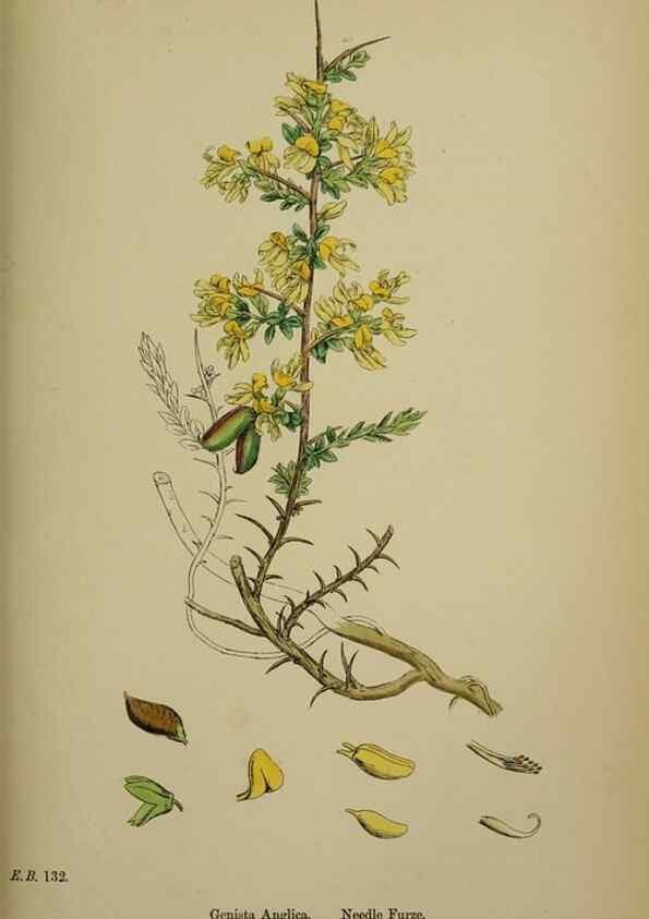 Reproducción/Reproduction 48717413932: English botany, or, Coloured figures of British plants /. London :R. Hardwicke,1863-1886.. 