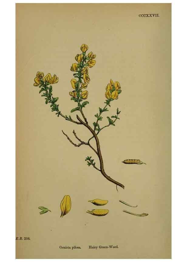 Reproducción/Reproduction 48717243936: English botany, or, Coloured figures of British plants /. London :R. Hardwicke,1863-1886.. 