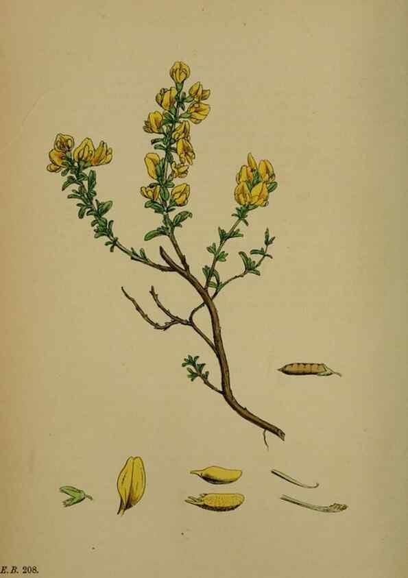 Reproducción/Reproduction 48717243936: English botany, or, Coloured figures of British plants /. London :R. Hardwicke,1863-1886.. 