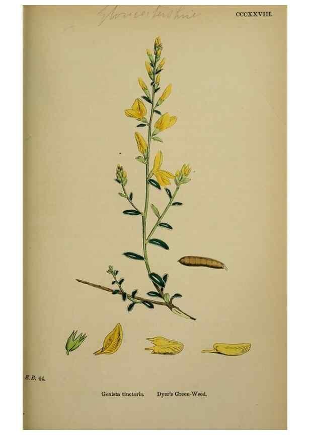 Reproducción/Reproduction 48716907478: English botany, or, Coloured figures of British plants /. London :R. Hardwicke,1863-1886.. 