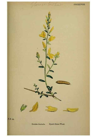 Reproducción/Reproduction 48716907478: English botany, or, Coloured figures of British plants /. London :R. Hardwicke,1863-1886.. 