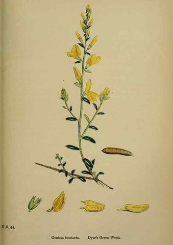 Reproducción/Reproduction 48716907478: English botany, or, Coloured figures of British plants /. London :R. Hardwicke,1863-1886.. 