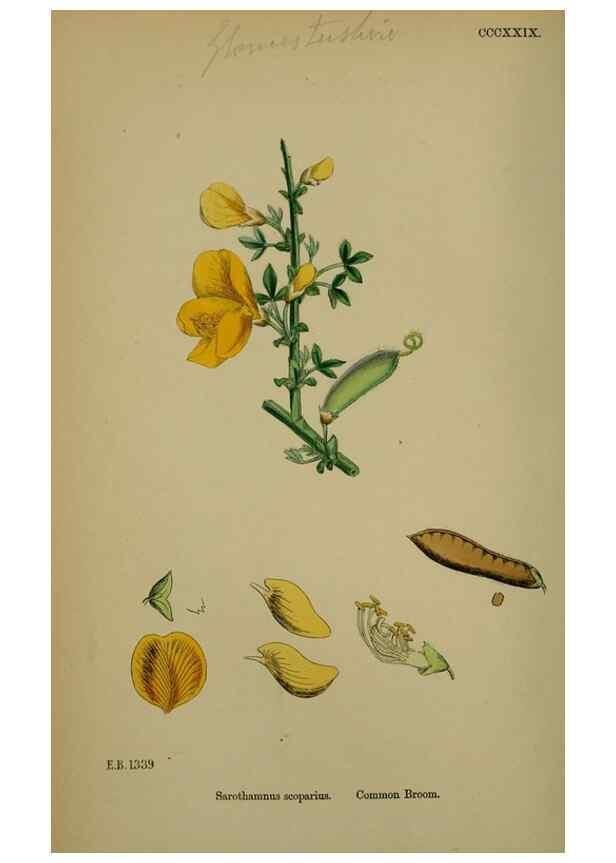 Reproducción/Reproduction 48716907758: English botany, or, Coloured figures of British plants /. London :R. Hardwicke,1863-1886.. 