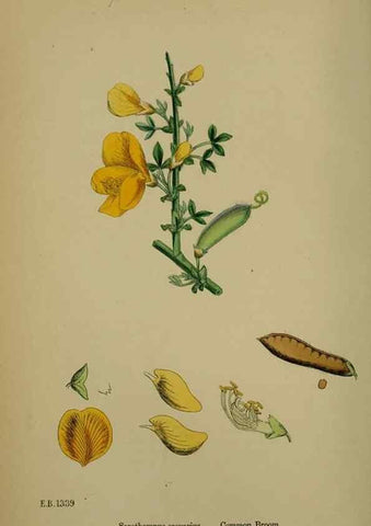 Reproducción/Reproduction 48716907758: English botany, or, Coloured figures of British plants /. London :R. Hardwicke,1863-1886.. 