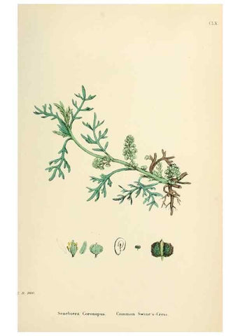 Reproducción/Reproduction 48717360192: English botany, or, Coloured figures of British plants /. London :R. Hardwicke,1863-1886.. 