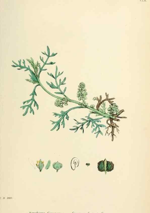 Reproducción/Reproduction 48717360192: English botany, or, Coloured figures of British plants /. London :R. Hardwicke,1863-1886.. 