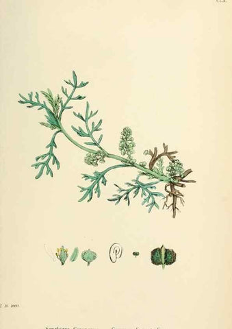 Reproducción/Reproduction 48717360192: English botany, or, Coloured figures of British plants /. London :R. Hardwicke,1863-1886.. 