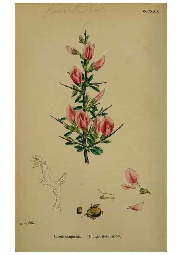 Reproducción/Reproduction 48716908113: English botany, or, Coloured figures of British plants /. London :R. Hardwicke,1863-1886.. 