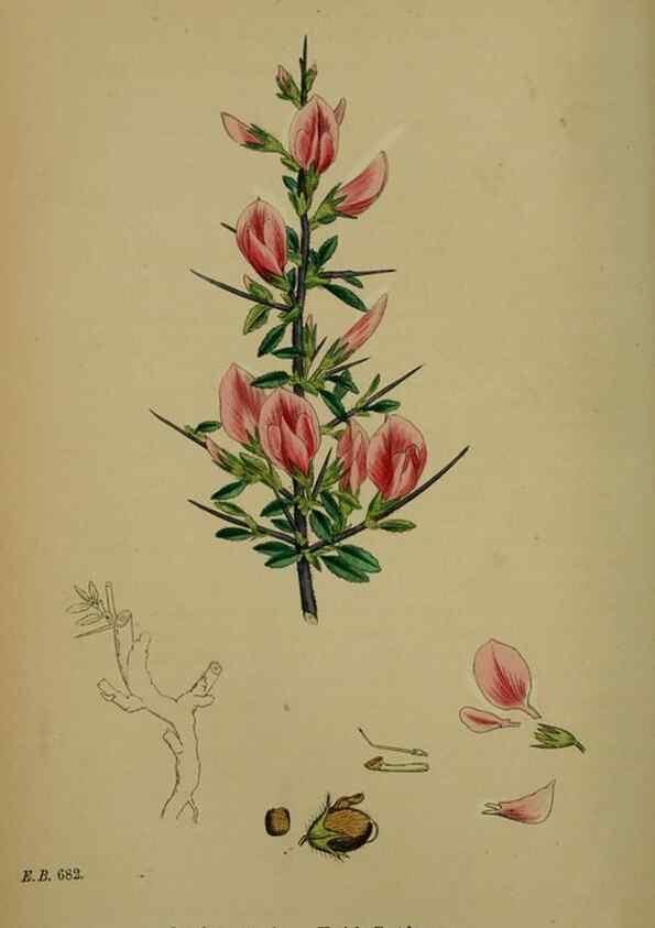 Reproducción/Reproduction 48716908113: English botany, or, Coloured figures of British plants /. London :R. Hardwicke,1863-1886.. 