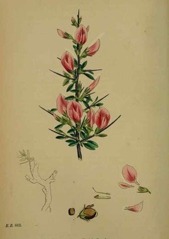 Reproducción/Reproduction 48716908113: English botany, or, Coloured figures of British plants /. London :R. Hardwicke,1863-1886.. 