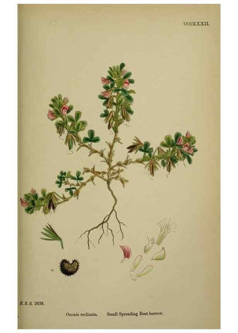 Reproducción/Reproduction 48717245571: English botany, or, Coloured figures of British plants /. London :R. Hardwicke,1863-1886.. 