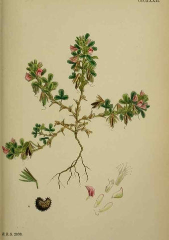 Reproducción/Reproduction 48717245571: English botany, or, Coloured figures of British plants /. London :R. Hardwicke,1863-1886.. 