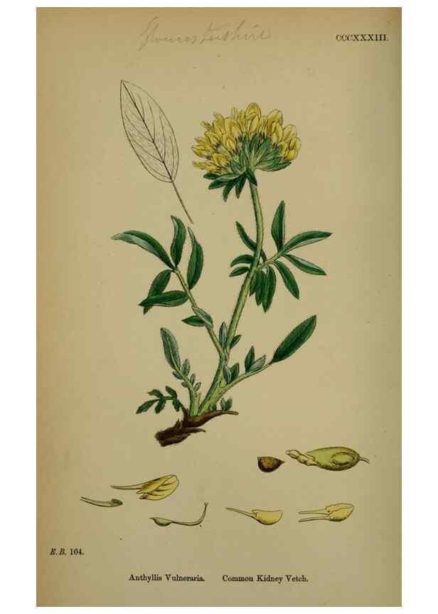 Reproducción/Reproduction 48716908883: English botany, or, Coloured figures of British plants /. London :R. Hardwicke,1863-1886.. 