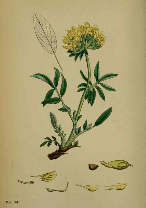 Reproducción/Reproduction 48716908883: English botany, or, Coloured figures of British plants /. London :R. Hardwicke,1863-1886.. 