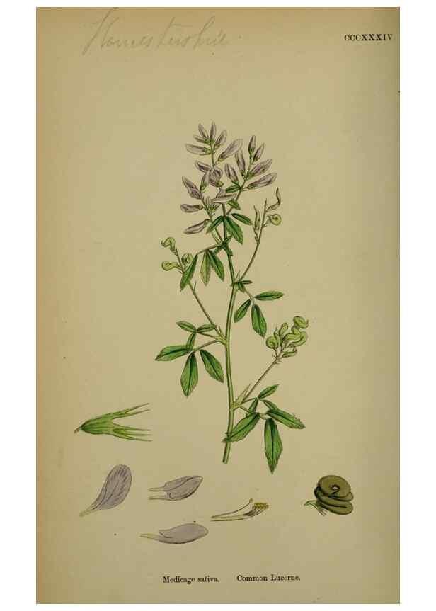 Reproducción/Reproduction 48717246196: English botany, or, Coloured figures of British plants /. London :R. Hardwicke,1863-1886.. 