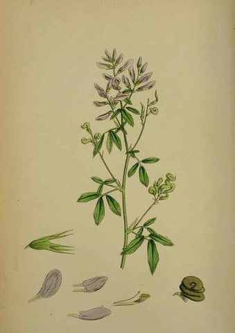 Reproducción/Reproduction 48717246196: English botany, or, Coloured figures of British plants /. London :R. Hardwicke,1863-1886.. 