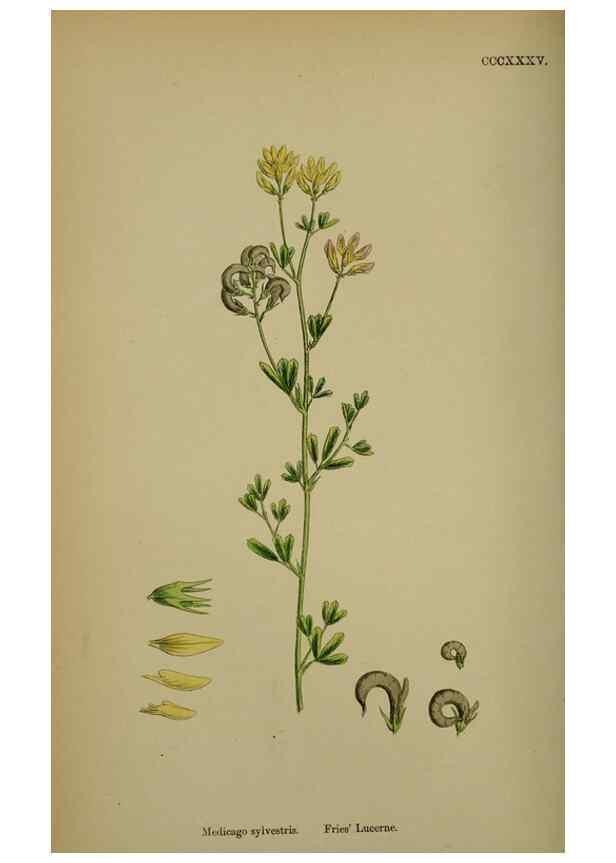 Reproducción/Reproduction 48716909443: English botany, or, Coloured figures of British plants /. London :R. Hardwicke,1863-1886.. 