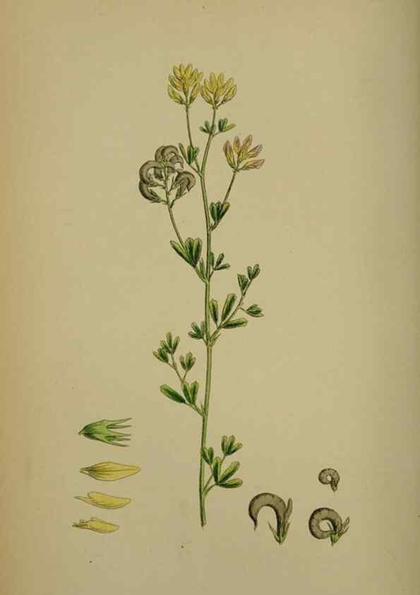 Reproducción/Reproduction 48716909443: English botany, or, Coloured figures of British plants /. London :R. Hardwicke,1863-1886.. 