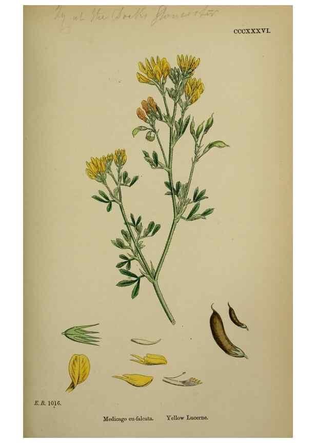 Reproducción/Reproduction 48717246816: English botany, or, Coloured figures of British plants /. London :R. Hardwicke,1863-1886.. 
