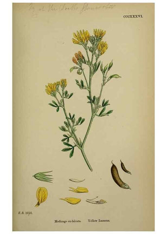 Reproducción/Reproduction 48717246816: English botany, or, Coloured figures of British plants /. London :R. Hardwicke,1863-1886.. 
