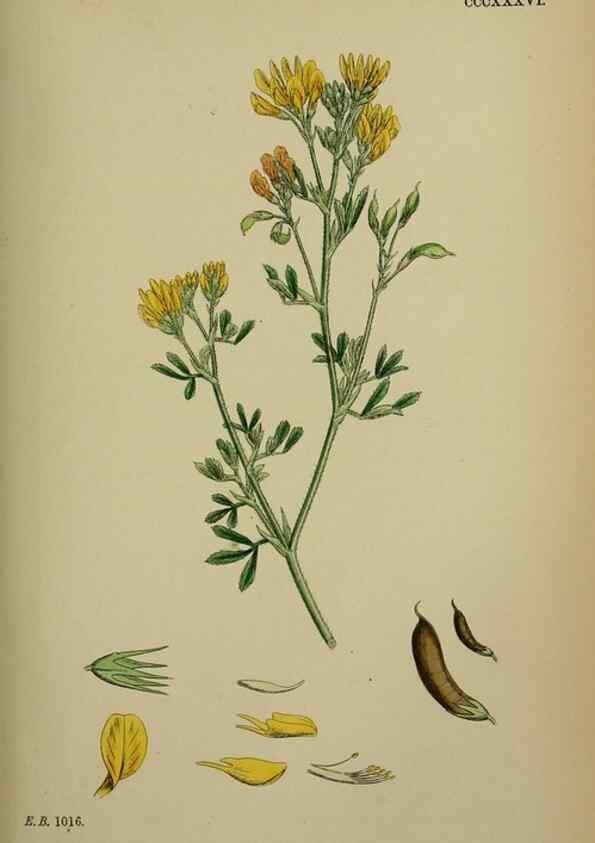 Reproducción/Reproduction 48717246816: English botany, or, Coloured figures of British plants /. London :R. Hardwicke,1863-1886.. 