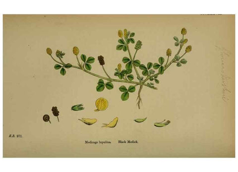 Reproducción/Reproduction 48716910028: English botany, or, Coloured figures of British plants /. London :R. Hardwicke,1863-1886.. 