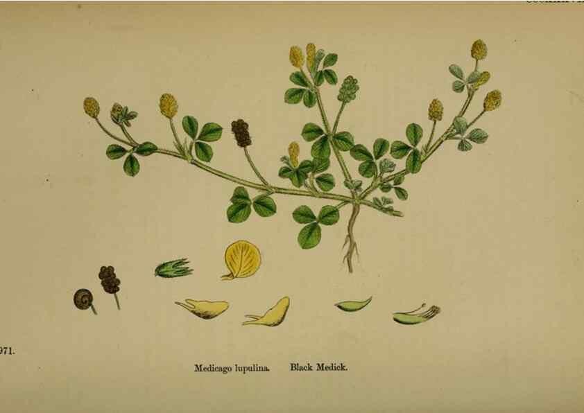 Reproducción/Reproduction 48716910028: English botany, or, Coloured figures of British plants /. London :R. Hardwicke,1863-1886.. 