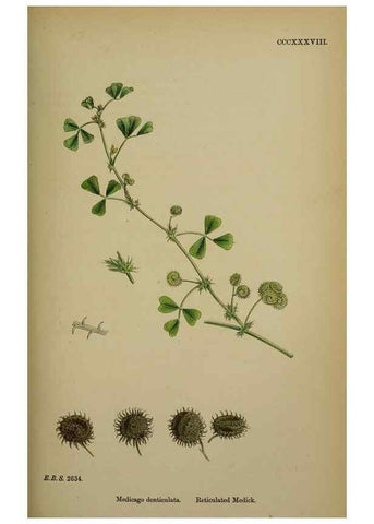 Reproducción/Reproduction 48717247326: English botany, or, Coloured figures of British plants /. London :R. Hardwicke,1863-1886.. 