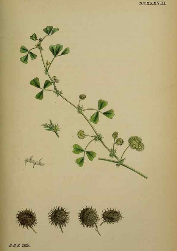 Reproducción/Reproduction 48717247326: English botany, or, Coloured figures of British plants /. London :R. Hardwicke,1863-1886.. 