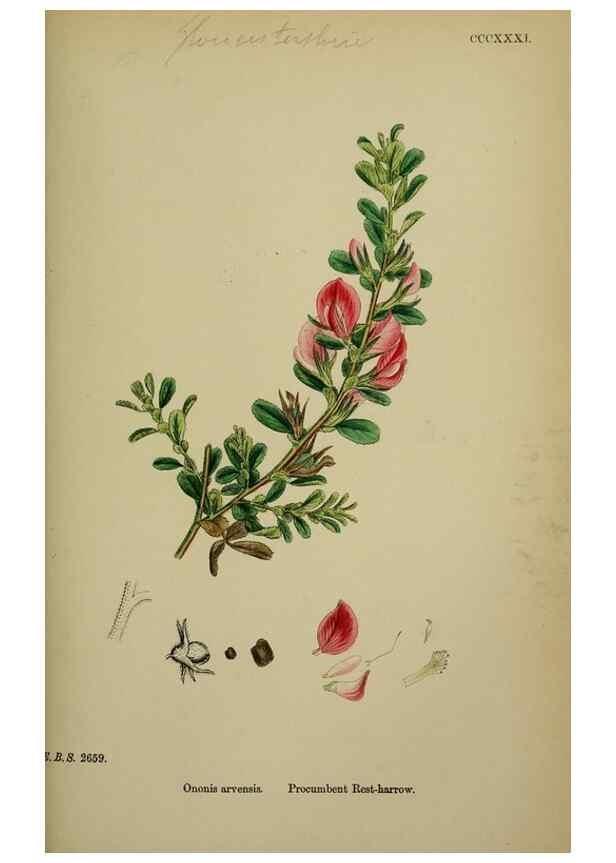 Reproducción/Reproduction 48717245346: English botany, or, Coloured figures of British plants /. London :R. Hardwicke,1863-1886.. 