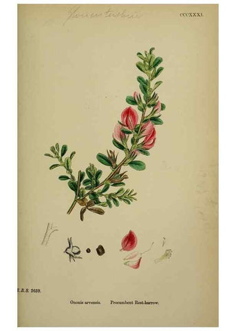 Reproducción/Reproduction 48717245346: English botany, or, Coloured figures of British plants /. London :R. Hardwicke,1863-1886.. 