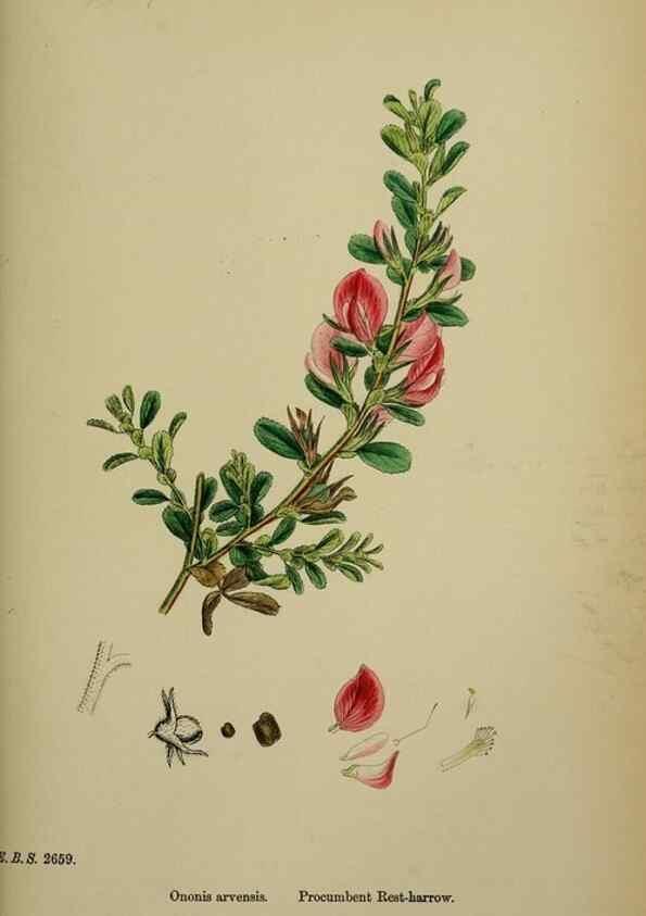 Reproducción/Reproduction 48717245346: English botany, or, Coloured figures of British plants /. London :R. Hardwicke,1863-1886.. 