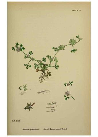 Reproducción/Reproduction 48717253331: English botany, or, Coloured figures of British plants /. London :R. Hardwicke,1863-1886.. 
