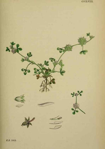 Reproducción/Reproduction 48717253331: English botany, or, Coloured figures of British plants /. London :R. Hardwicke,1863-1886.. 