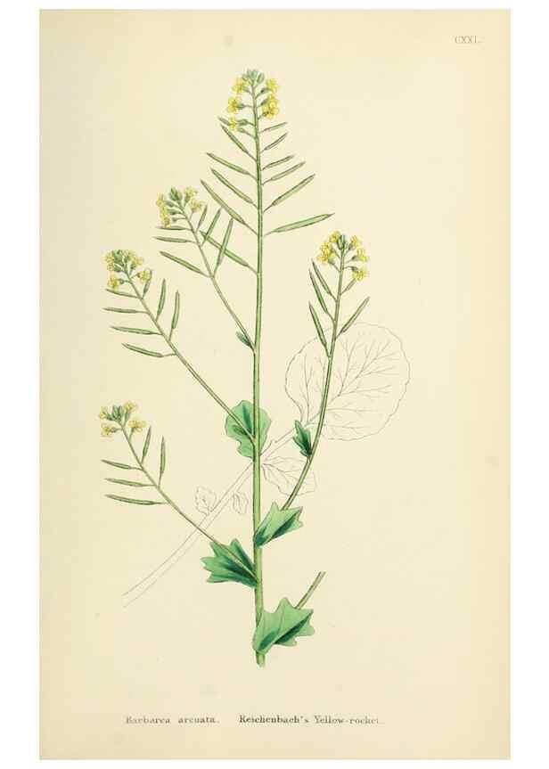 Reproducción/Reproduction 48716839753: English botany, or, Coloured figures of British plants /. London :R. Hardwicke,1863-1886.. 