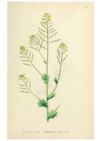 Reproducción/Reproduction 48716839753: English botany, or, Coloured figures of British plants /. London :R. Hardwicke,1863-1886.. 