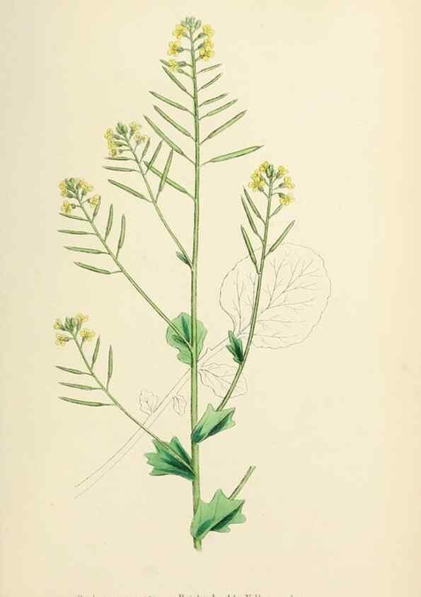 Reproducción/Reproduction 48716839753: English botany, or, Coloured figures of British plants /. London :R. Hardwicke,1863-1886.. 