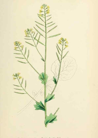 Reproducción/Reproduction 48716839753: English botany, or, Coloured figures of British plants /. London :R. Hardwicke,1863-1886.. 
