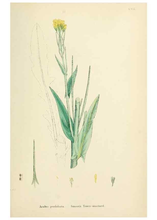Reproducción/Reproduction 48717345992: English botany, or, Coloured figures of British plants /. London :R. Hardwicke,1863-1886.. 