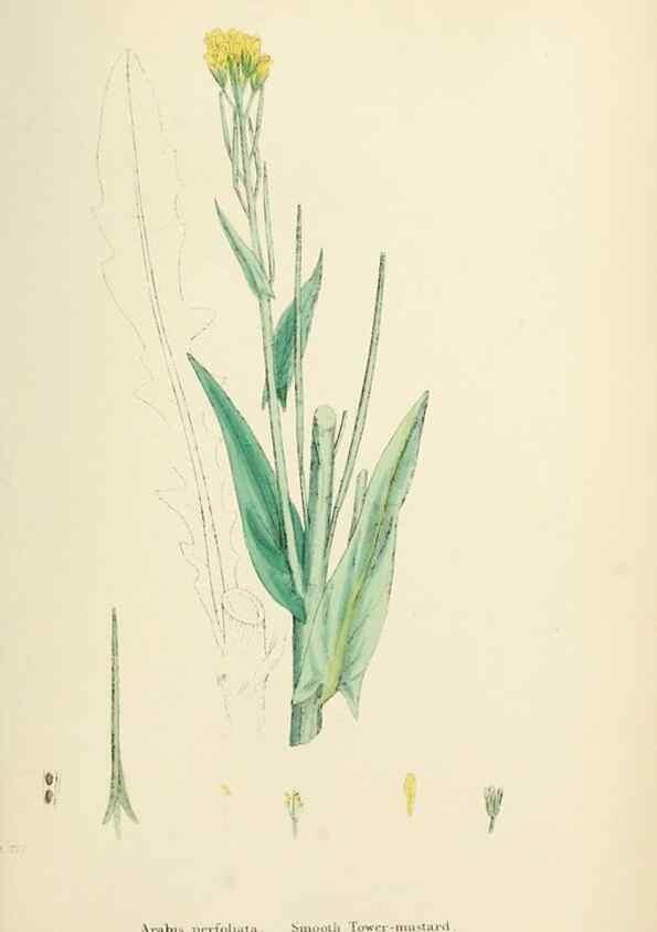 Reproducción/Reproduction 48717345992: English botany, or, Coloured figures of British plants /. London :R. Hardwicke,1863-1886.. 