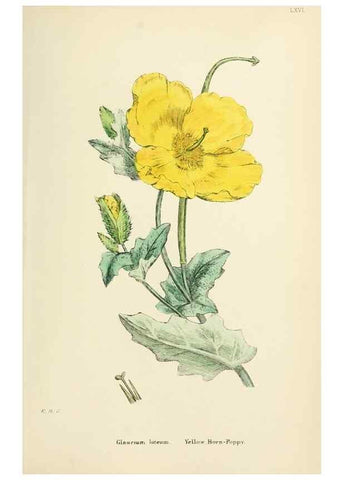 Reproducción/Reproduction 48717156016: English botany, or, Coloured figures of British plants /. London :R. Hardwicke,1863-1886.. 