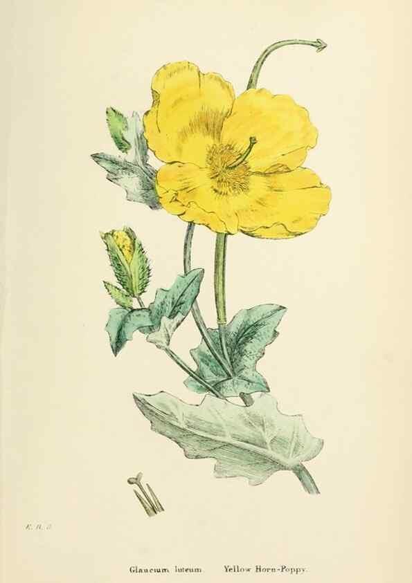 Reproducción/Reproduction 48717156016: English botany, or, Coloured figures of British plants /. London :R. Hardwicke,1863-1886.. 