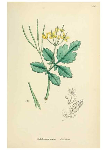 Reproducción/Reproduction 48717156391: English botany, or, Coloured figures of British plants /. London :R. Hardwicke,1863-1886.. 