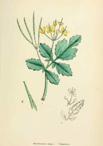 Reproducción/Reproduction 48717156391: English botany, or, Coloured figures of British plants /. London :R. Hardwicke,1863-1886.. 